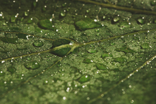 Wet green leaf