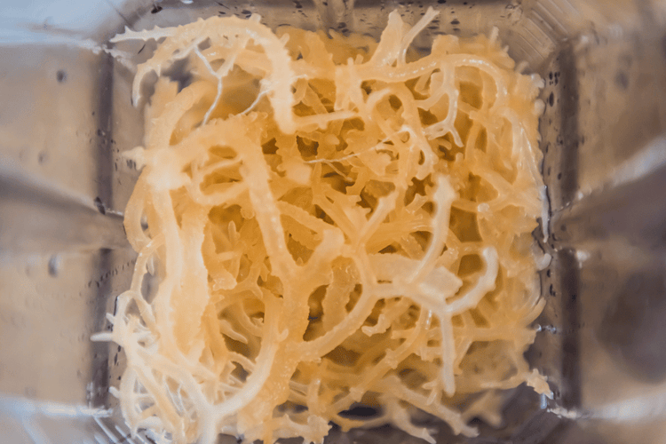 From the Sea to Your Cells: The Real Science (and Hype) Behind Sea Moss and Algae