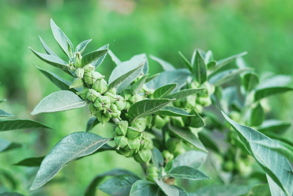 Does Ashwagandha Make You Horny? Exploring the Science Behind This Ancient Herb