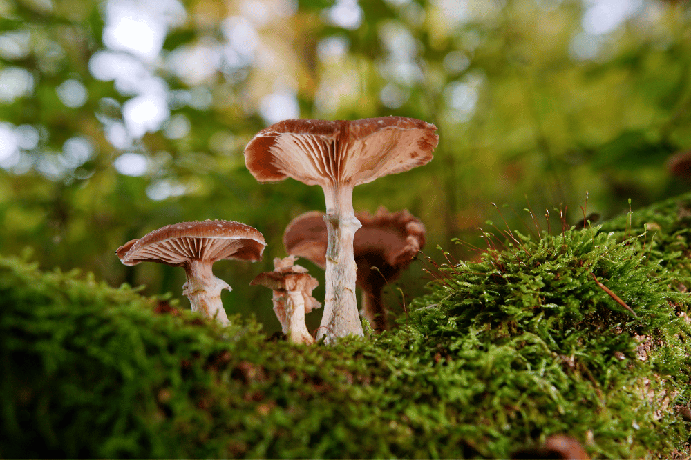 Best Mushrooms for Brain Health