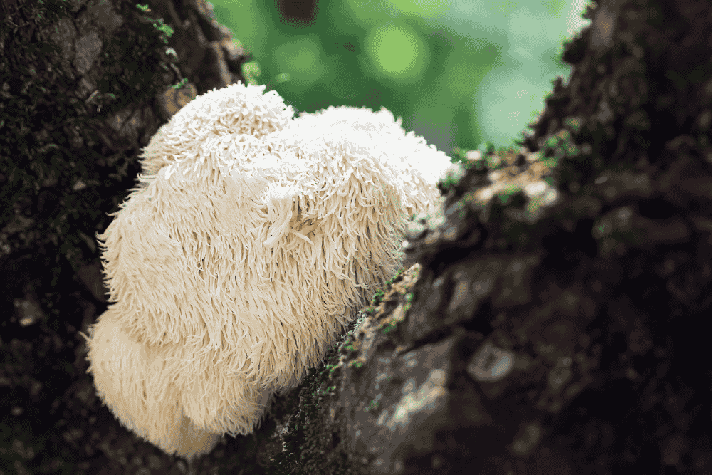 The Best Mushroom Supplements for Brain Health