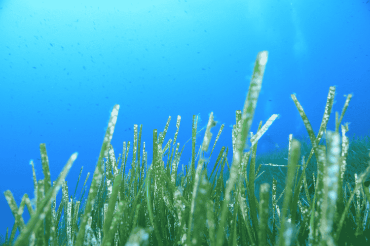 Does Sea Moss Help with Bloating?