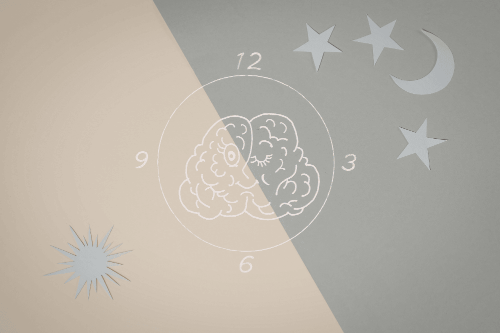 Illustration of the circadian rhythm