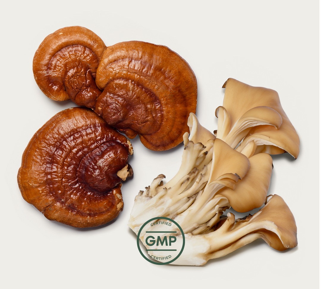 certified GMP mushroom supplement