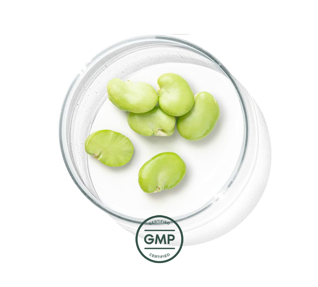  GMP Certified