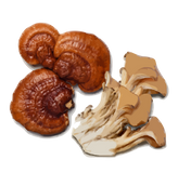 Reishi & Lion’s Mane Mushroom Extracts