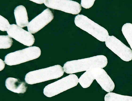 Bifidobacterium longum