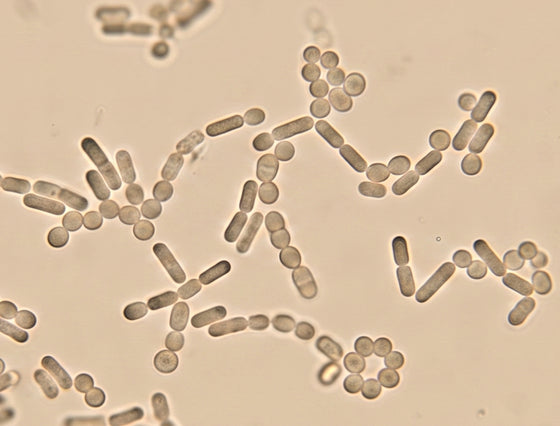 Lactobacillus plantarum